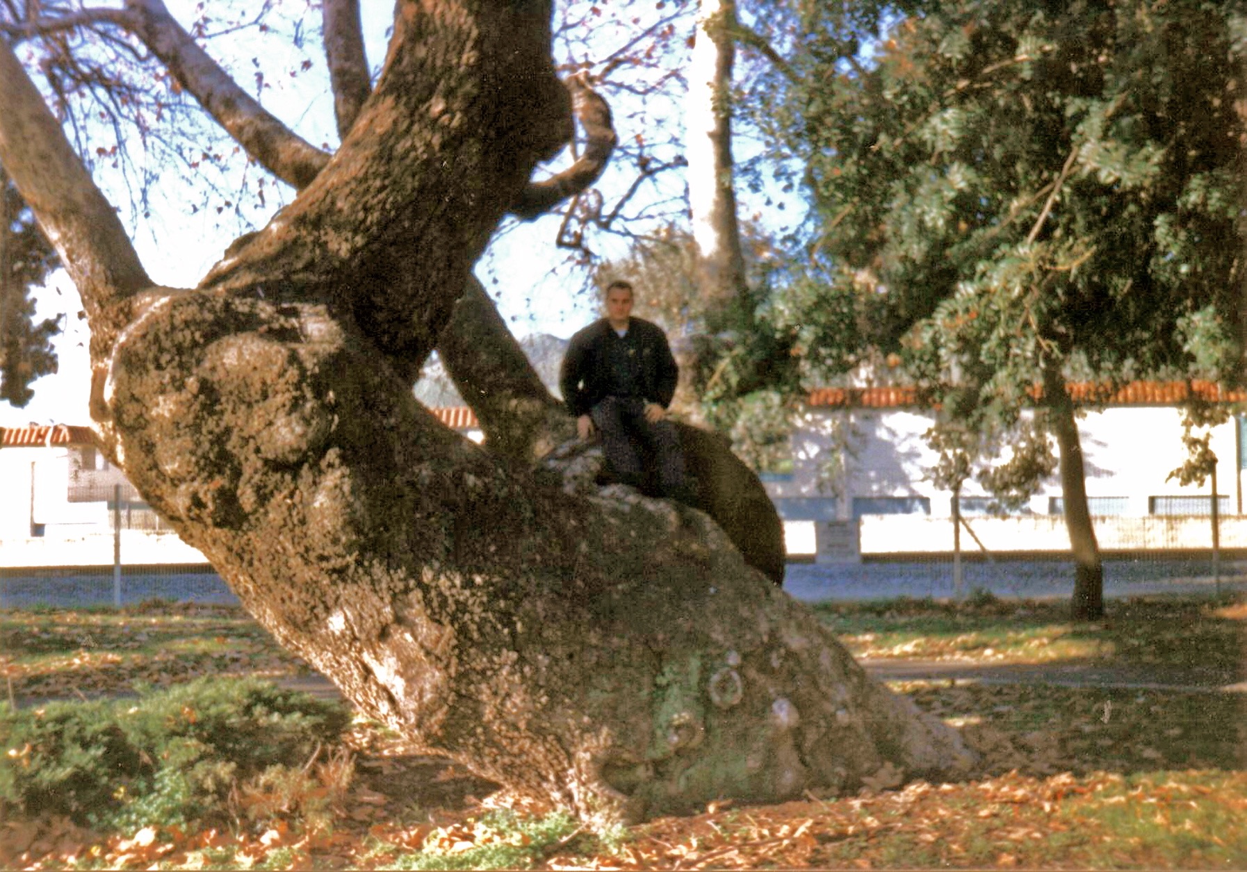 SJC Sycamore Copy 1 Climate Change Explained sjc-sycamore-copy-1-climate-change-explained